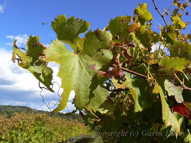 Shiraz, Boireann vineyard P1070982.JPG